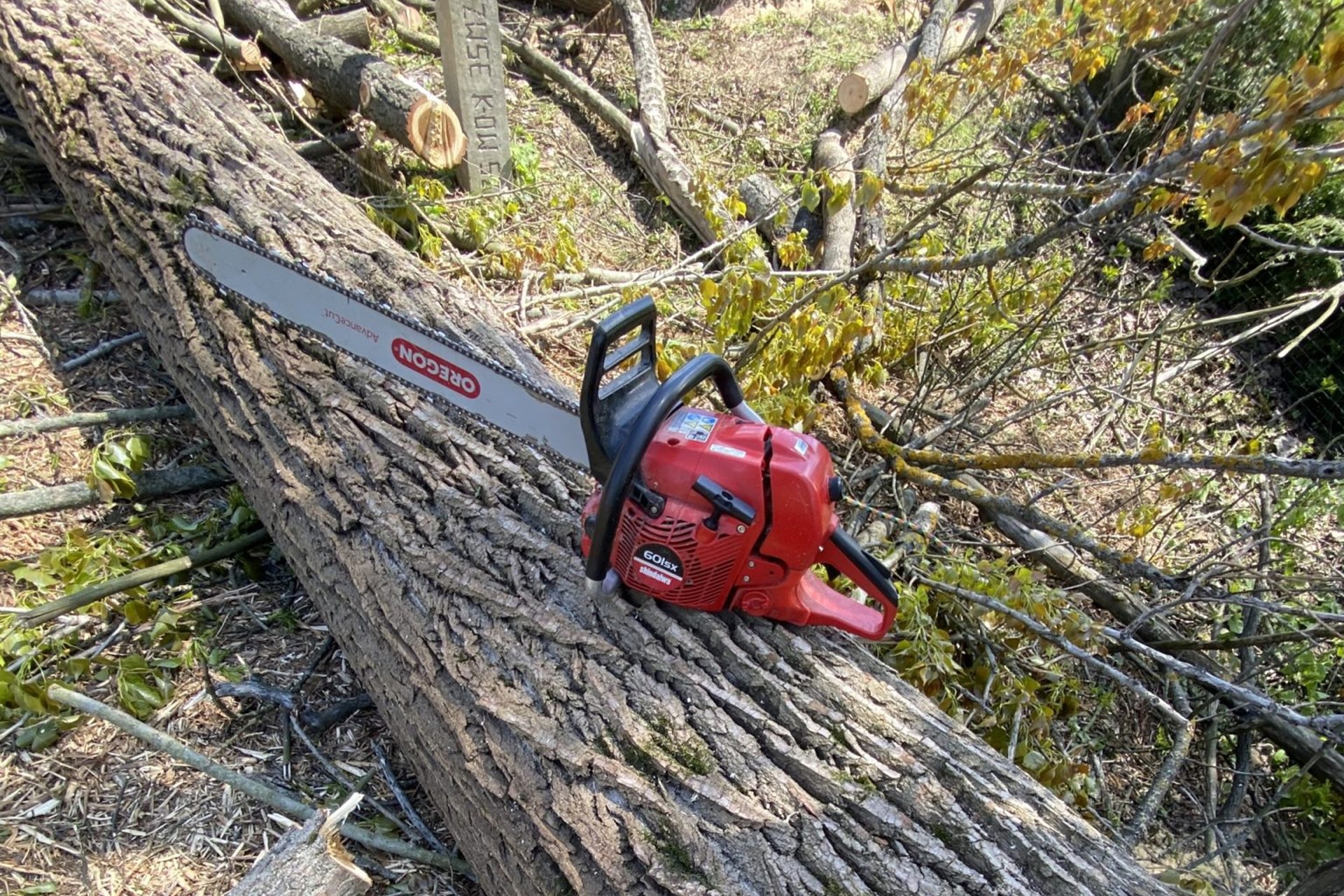 Kiedy drzewo stanowi zagrożenie dla otoczenia?